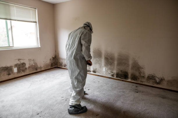 Best Residential Mold Inspection & Testing  in Fox Lake, IL